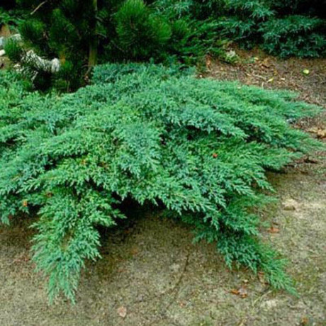 Ялівець козацький Rockery Gem горшок 3л. Ялівець козацький Rockery Gem горшок 3л.