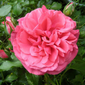 Саджанці троянд сорт Rosarium Uetersen (Розаріум Юстерсейн) Саджанці троянд сорт Rosarium Uetersen (Розаріум Юстерсейн)