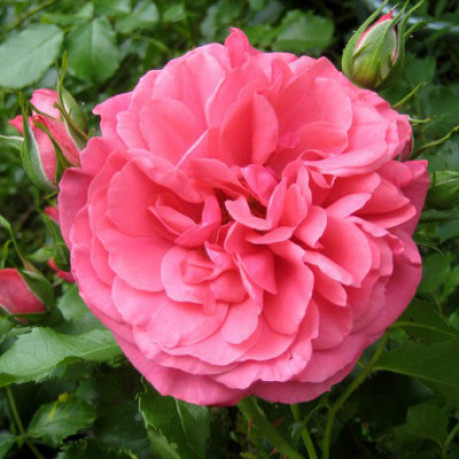 Саджанці троянд сорт Rosarium Uetersen (Розаріум Юстерсейн) Саджанці троянд сорт Rosarium Uetersen (Розаріум Юстерсейн)