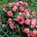 Саджанці троянд сорт Rosarium Uetersen (Розаріум Юстерсейн)