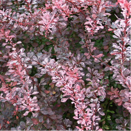 Барбарис Rose Glow Барбарис Rose Glow