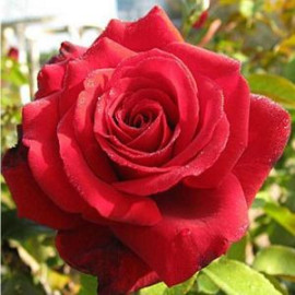 Саженцы роз сорт Royal Williams (Роял Уильямс)