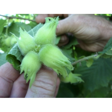 Фундук сорт Давидівський