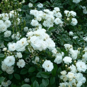 Саджанці троянд сорт Schneewittchen (Шнеевітхен) Саджанці троянд сорт Schneewittchen (Шнеевітхен)