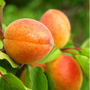 Абрикос сорт Амур Абрикос сорт Амур