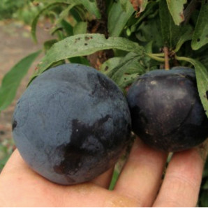 Алича (диплоїдна слива) сорт Блек Амбер, підщепа алича