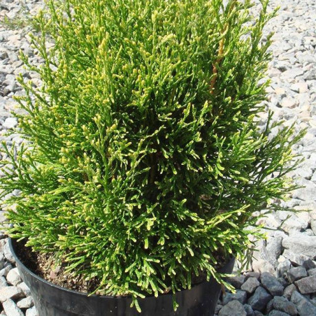 Туя західна Smaragd Light Туя західна Smaragd Light