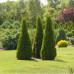 Туя західна Smaragd, конт. Р9