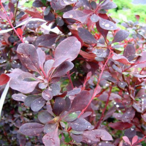 Барбарис Тунберга Superba горшок 1л. купити в Україні з доставкою, опис, фото, ціна Барбарис Тунберга Superba горшок 1л. купити в Україні з доставкою, опис, фото, ціна