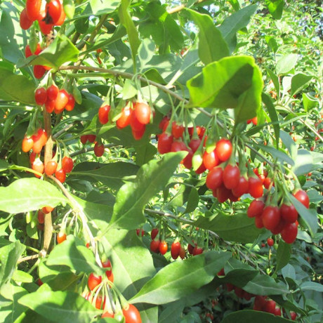 Годжи сорт Sweet Mini