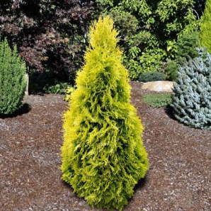 Туя західна Jantar кон.Р9
