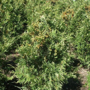 Туя західна Litomysl, конт 3 л 