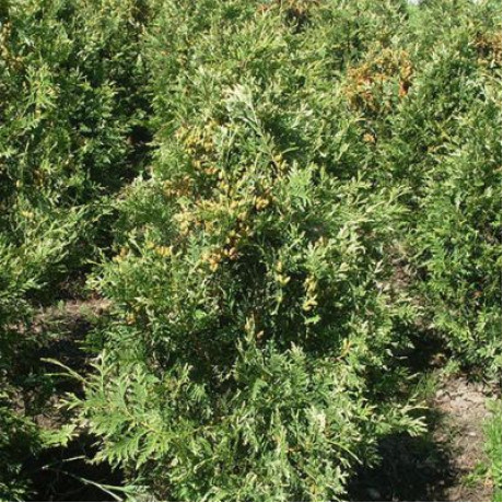 Туя західна Litomysl, конт 3 л Туя західна Litomysl, конт 3 л