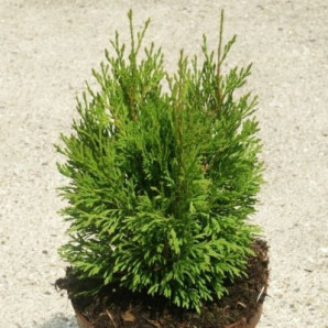 Туя західна Miky, кон. 3 л