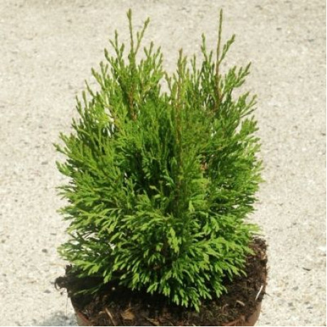 Туя західна Miky, кон. 3 л