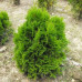 Туя західна Miky, кон. 3 л