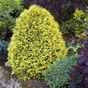 Туя західна Sunkist  кон.3л