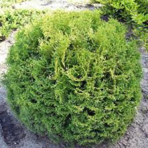 Туя західна Tiny Tim кон. р9