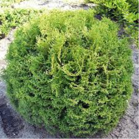 Туя західна Tiny Tim кон. р9 Туя західна Tiny Tim кон. р9
