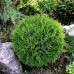 Туя західна Tiny Tim кон. р9