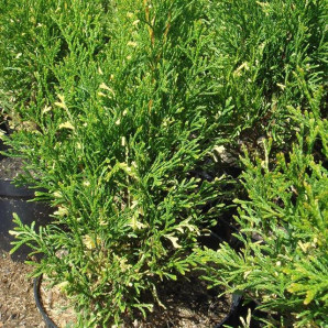 Туя західна Smaragd Variegata, конт. 3 л