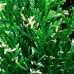 Туя західна Smaragd Variegata, конт. 3 л