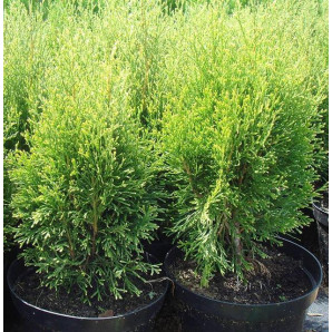Туя західна Smaragd Witbont кон. 3 л