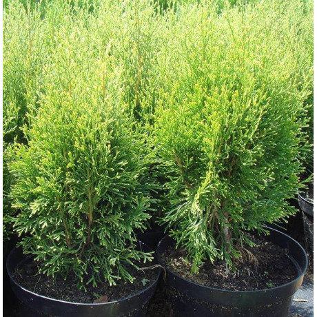 Туя західна Smaragd Witbont кон. 3 л Туя західна Smaragd Witbont кон. 3 л
