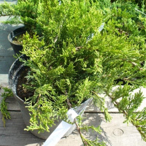 Можжевельник казацкий Tamariscifolia, горшок 3 л Можжевельник казацкий Tamariscifolia, горшок 3 л