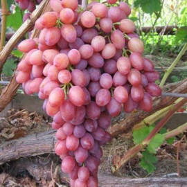 Виноград сорт Велес Кишмиш, полуупакованный