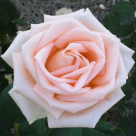 Саженцы роз сорт Vivaldi (Вивальди)