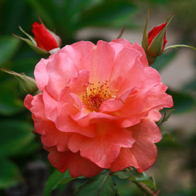 Саженцы роз сорт Westerland (Вестерленд)