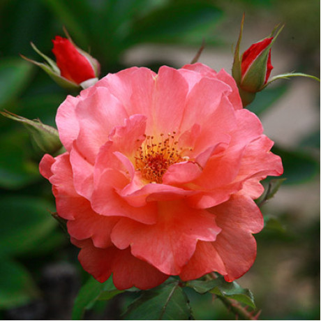 Саженцы роз сорт Westerland (Вестерленд)