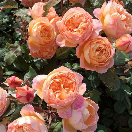 Саджанці троянд сорт Містер Гамільтон Саджанці троянд сорт Містер Гамільтон