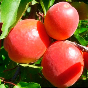 Абрикос сорт Эрли Блаш Абрикос сорт Эрли Блаш