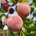 Персик сорт Адриатика 