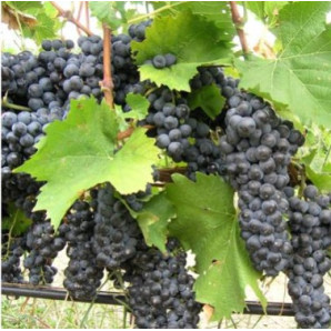 Виноград сорт Альминский