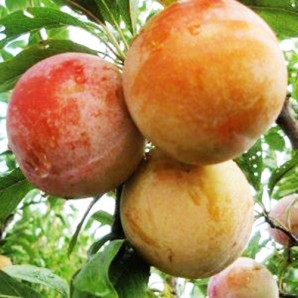 Алича сорт Байрон Голд