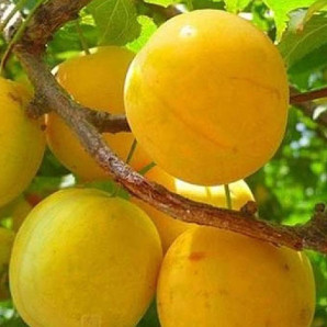 Алича сорт Байрон Голд