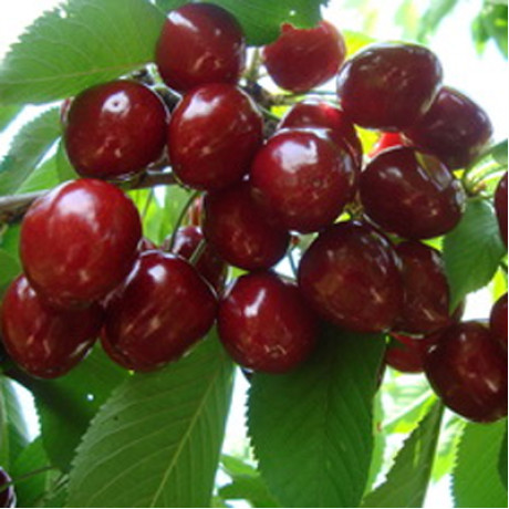 Саджанці черешні ранньої сорт Апрелька, підщепа магалєпка