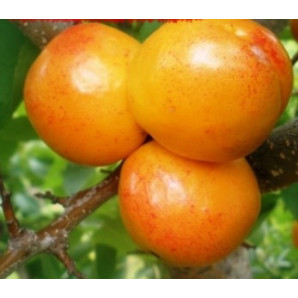 Сливово-абрикосовый гибрид сорт Априум Сливово-абрикосовый гибрид сорт Априум