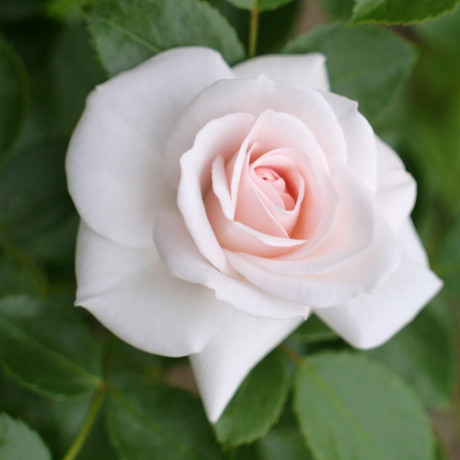 Саджанці троянд Aspirin