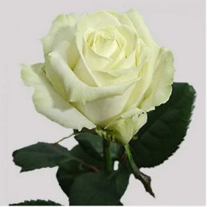 Саджанці троянд сорт Аваланж «Серія Парфуми» Саджанці троянд сорт Аваланж «Серія Парфуми»