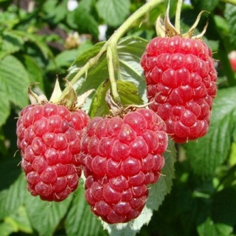 Саджанці малини сорт Брусилівський стандарт