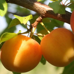 Алича (диплоїдна слива) сорт Байрон Голд, підщепа алича