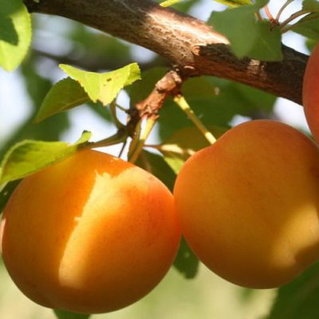 Алыча (диплоидная слива) сорт Байрон Голд, подвой алыча