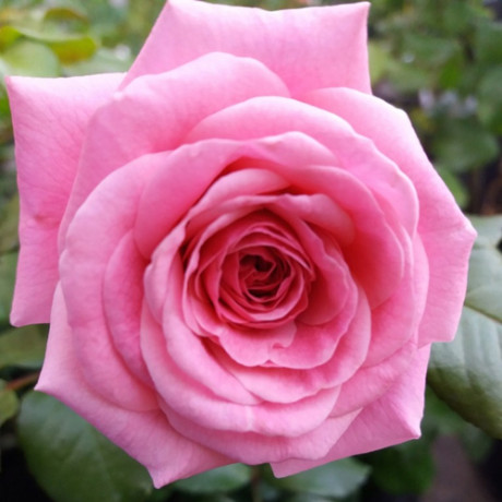 Саджанці троянд сорт Bonica (Боніка)