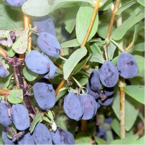 Жимолость Boreal Beast, 1 річна, конт. P9