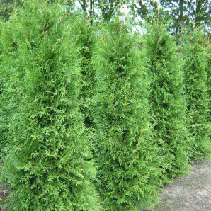 Туя західна Brabant