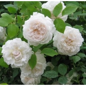 Саджанці троянд сорт Shining Bright (Сяюча наречена) Саджанці троянд сорт Shining Bright (Сяюча наречена)